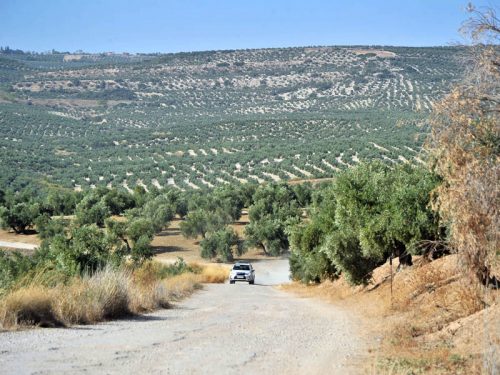 RUTA SUV. DE CAZORLA A LINARES